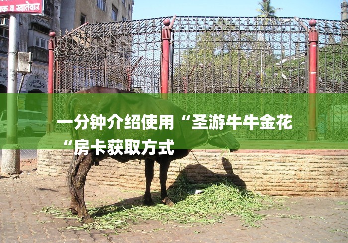 一分钟介绍使用“圣游牛牛金花
“房卡获取方式 一分钟介绍使用“圣游牛牛金花
“房卡获取方式