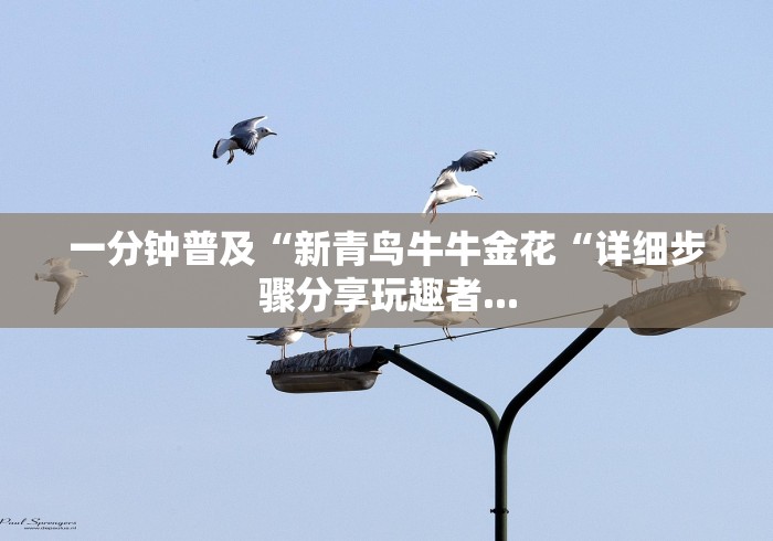 一分钟普及“新青鸟牛牛金花“详细步骤分享玩趣者...