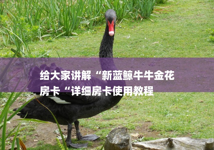 给大家讲解“新蓝鲸牛牛金花
房卡“详细房卡使用教程 给大家讲解“新蓝鲸牛牛金花
房卡“详细房卡使用教程